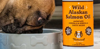 The benefits of Wild Salmon Oil for Dogs