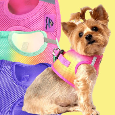 Collars & Dog Harnesses