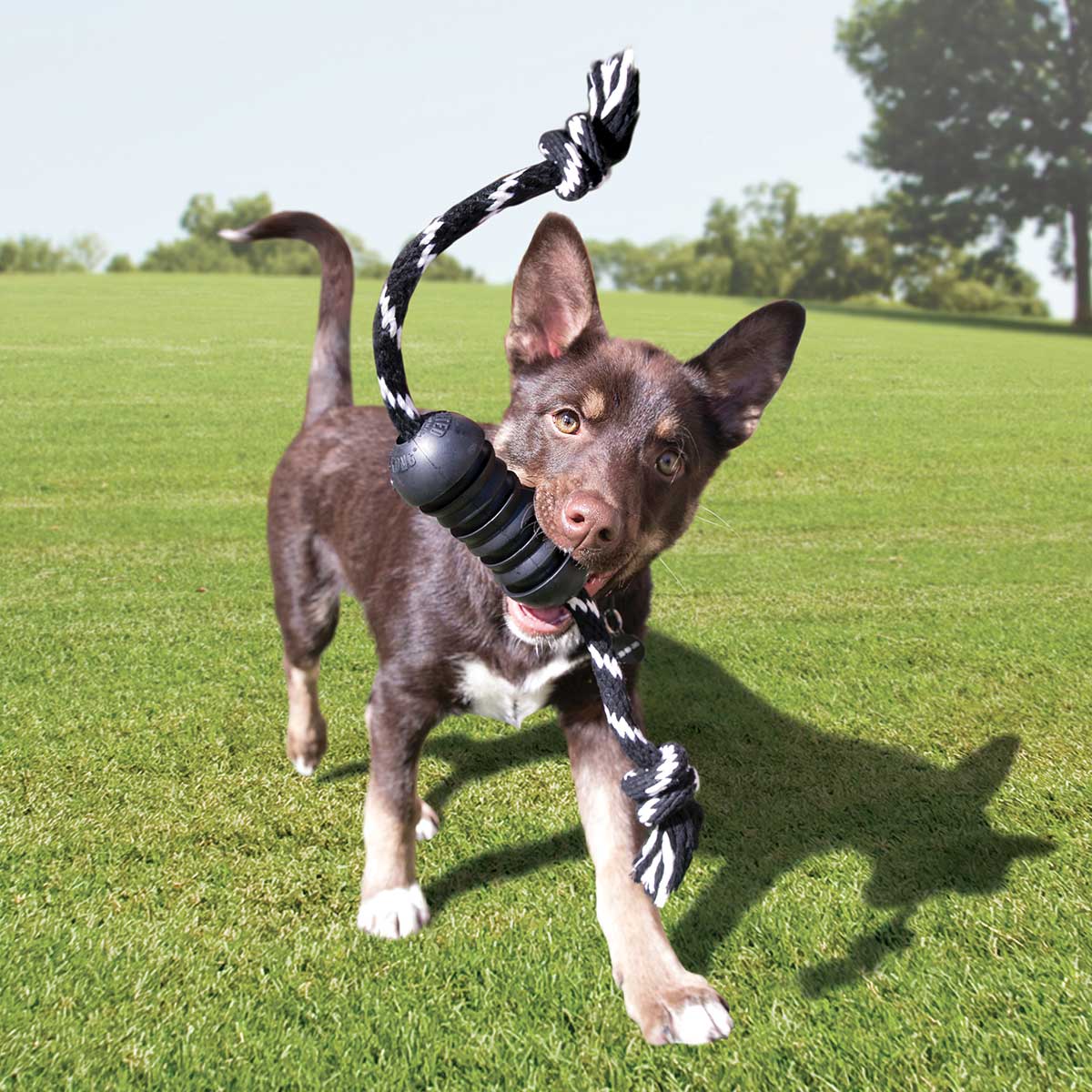 Kong® Extreme Dental Rope Dog Toy