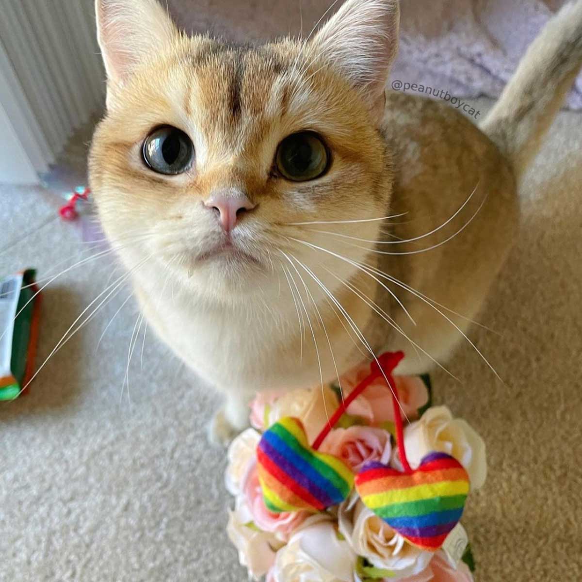 Pride Heart Strings Plush Catnip Toy