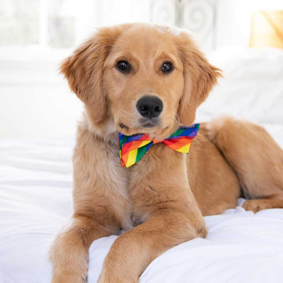 Equality Collar Bow Tie