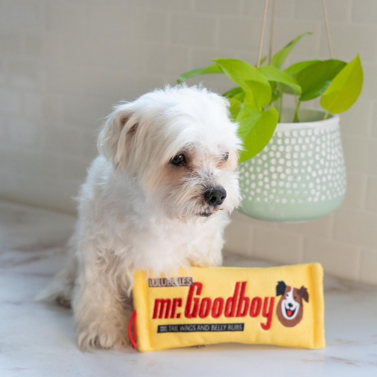 Lulubelles Mr. Goodboy Stuffless Dog Toy | Pawlicious & Company