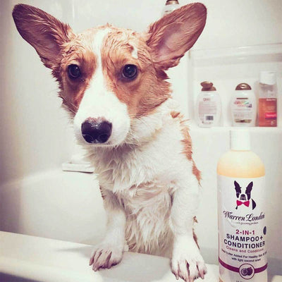 Warren London 2-in-1 Dog Shampoo & Conditioner | Pawlicious & Company