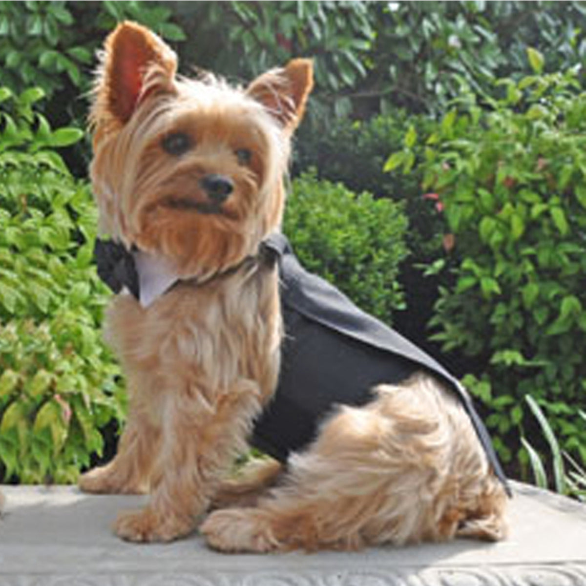 Tuxedo Dog Harness with Bow Tie and Collar | Pawlicious & Company