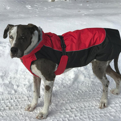 Alpine All-Weather Dog Coat - Red & Black | Pawlicious & Company