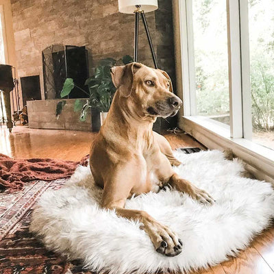 PupRug Faux Fur Curved Orthopedic Pet Bed - White with Brown Accents | Pawlicious & Company