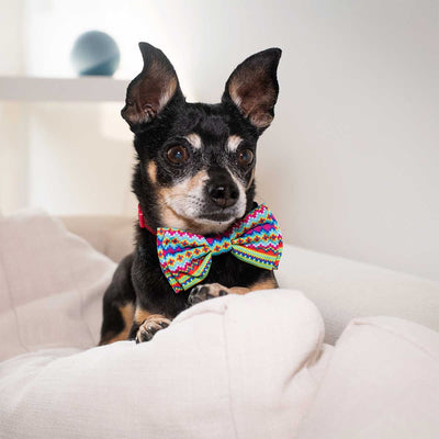 Fairisle Collar Bow Tie | Pawlicious & Company