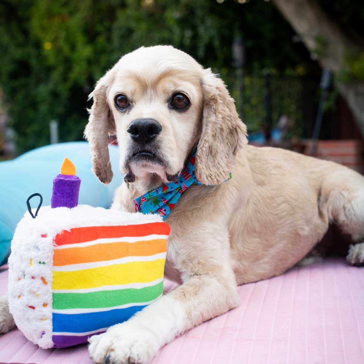 Funfetti Cake Plush Dog Toy | Pawlicious & Company