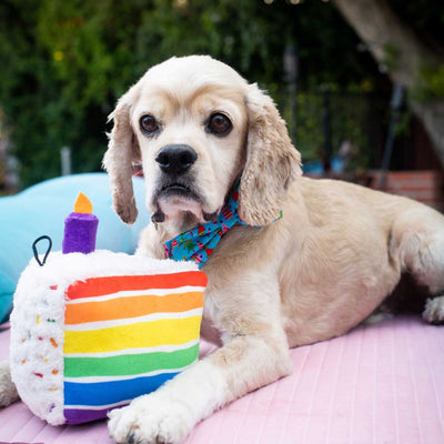 Funfetti Cake Plush Dog Toy | Pawlicious & Company
