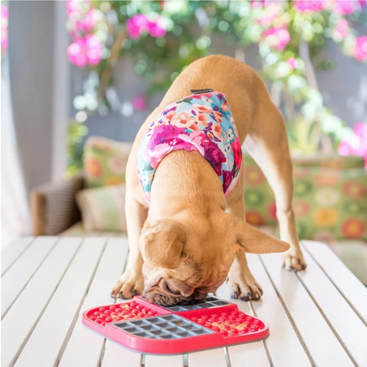 LickiMat® Slomo | Pawlicious & Company