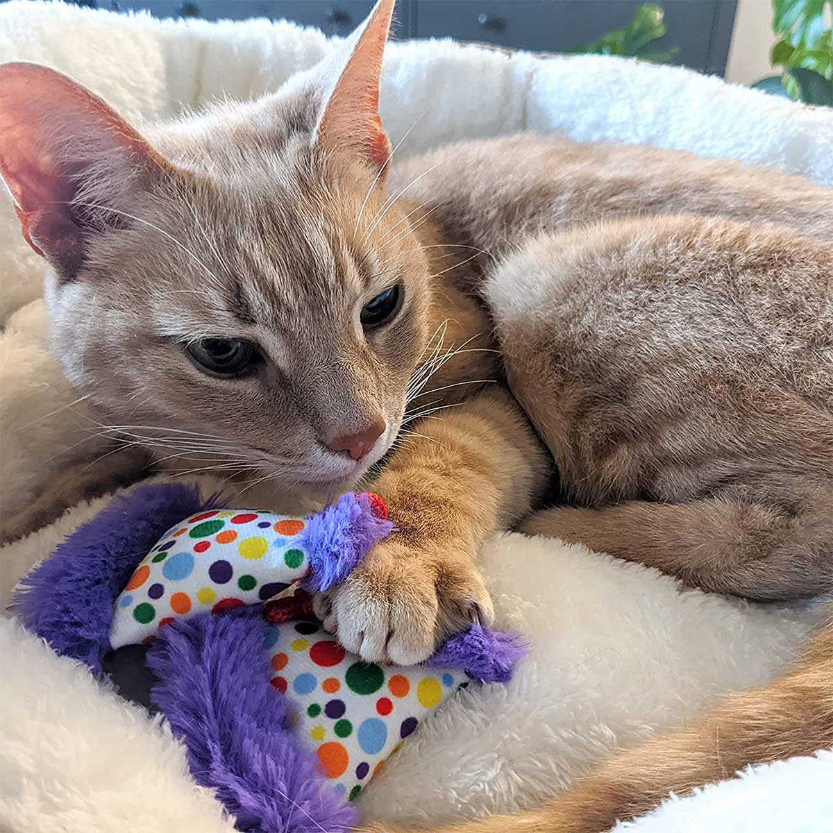 Kittybelles Party Hats Catnip Toy | Pawlicious & Company