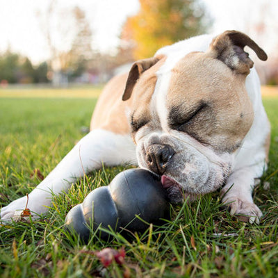 Kong® Extreme Treat Dispenser | Pawlicious & Company
