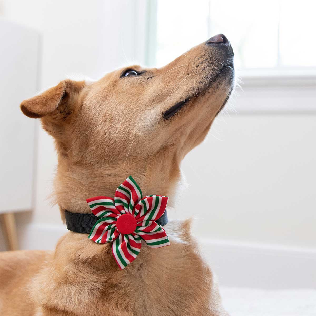 Peppermint Stripe Collar Flower | Pawlicious & Company