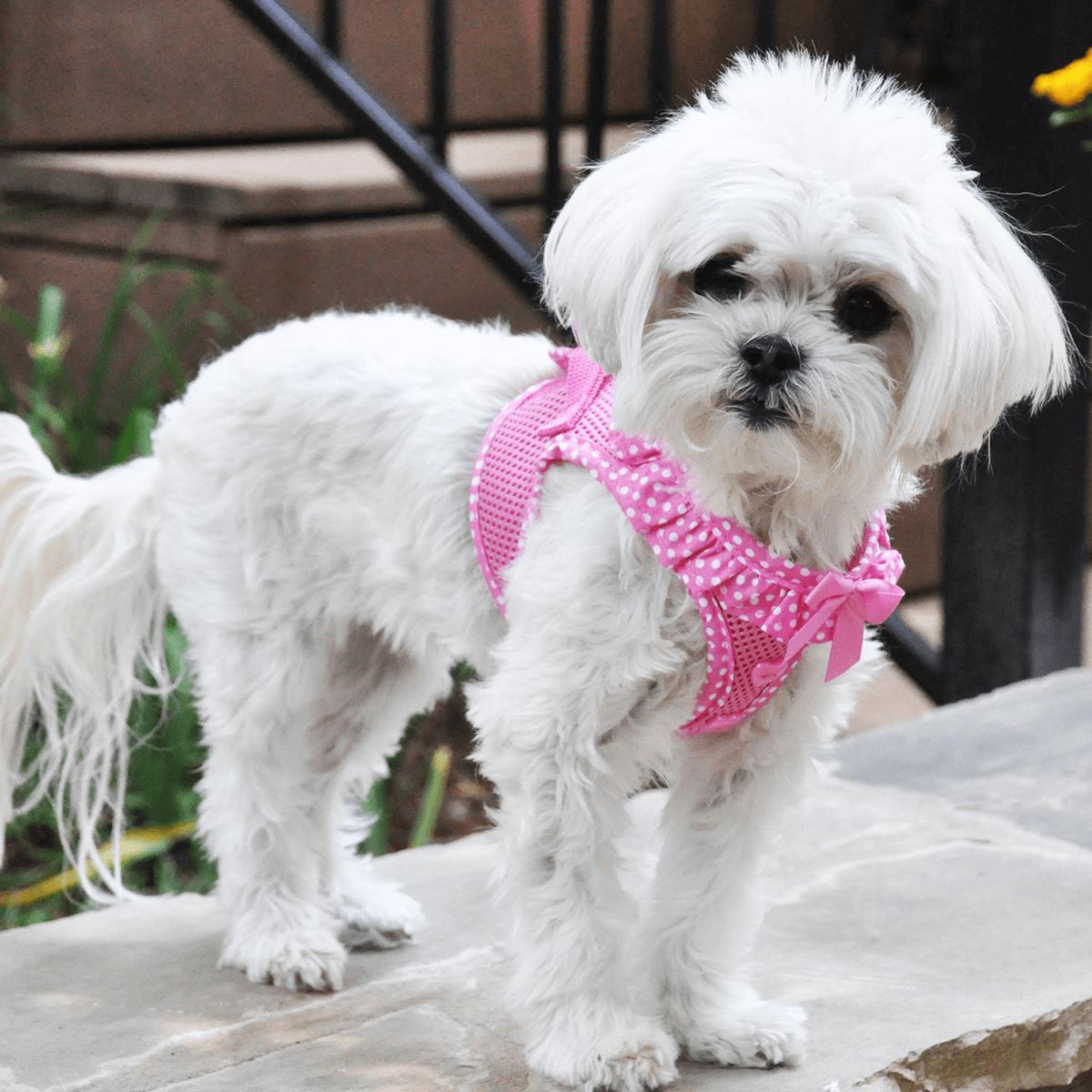 American River Choke Free Dog Harness in Pink Polka Dot | Pawlicious & Company