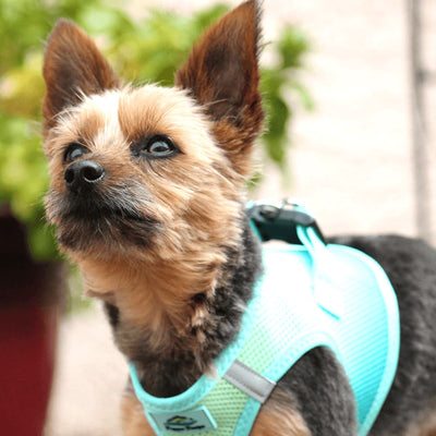 American River Choke Free Dog Harness - Ombre Aruba Blue | Pawlicious & Company