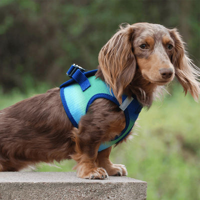 American River Choke Free Dog Harness - Ombre Northern Lights | Pawlicious & Company