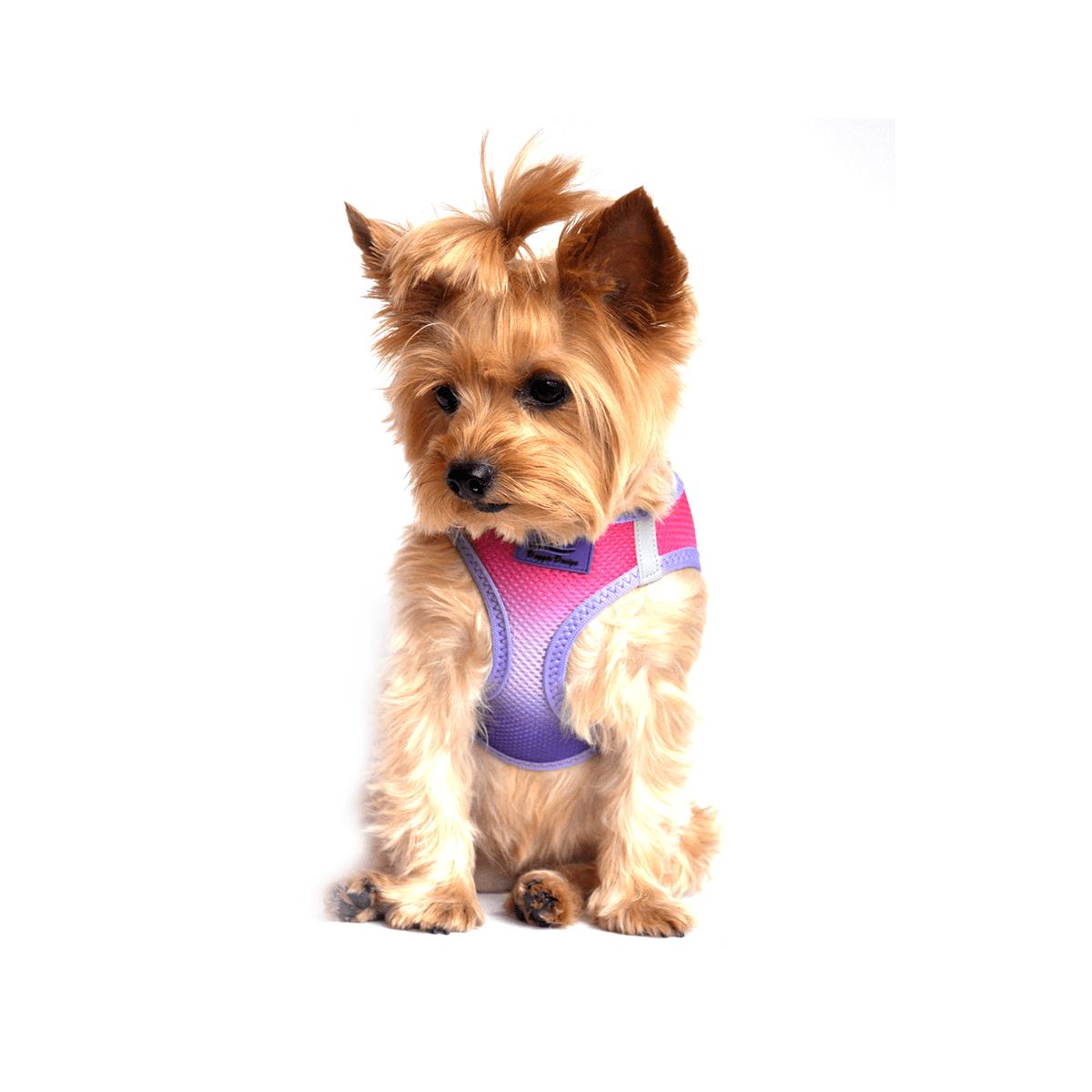 American River Choke Free Dog Harness - Ombre Raspberry Sundae | Pawlicious & Company