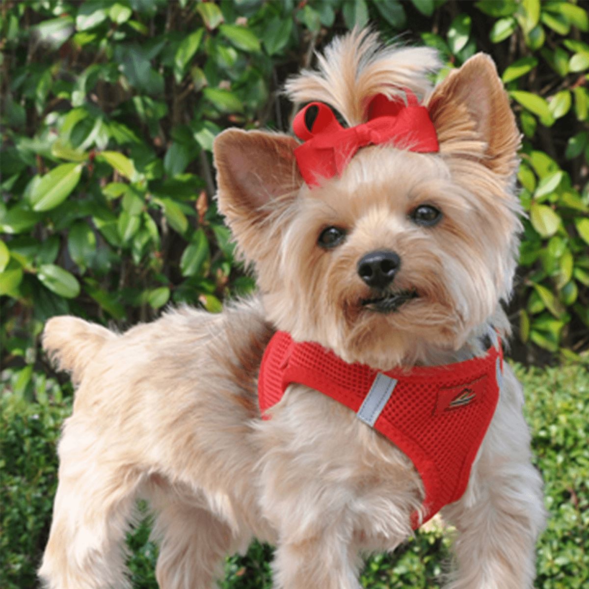 American River Choke Free Dog Harness - Solid Red | Pawlicious & Company