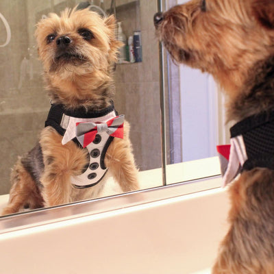 American River Choke Free Dog Harness -  Tuxedo | Pawlicious & Company