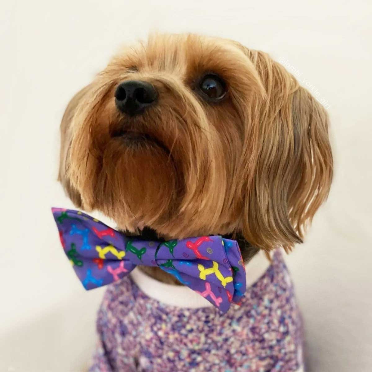 Balloon Doggy Collar Bow Tie | Pawlicious & Company