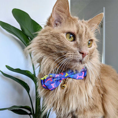 Balloon Doggy Collar Bow Tie | Pawlicious & Company