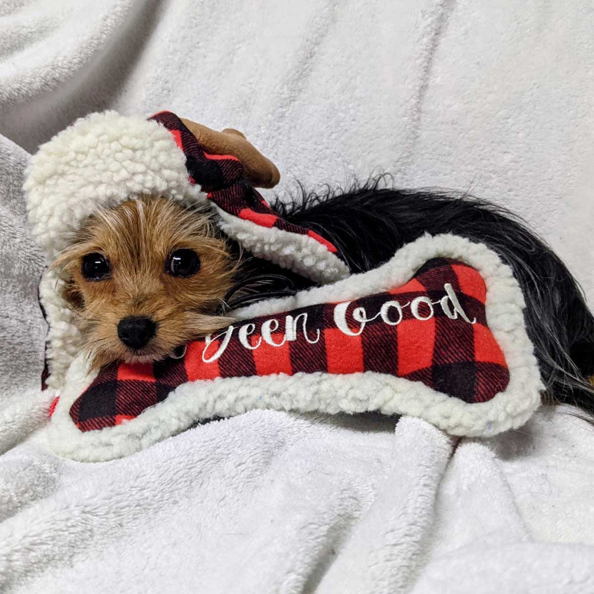 I've Been Good Bone Plush Dog Toy | Pawlicious & Company