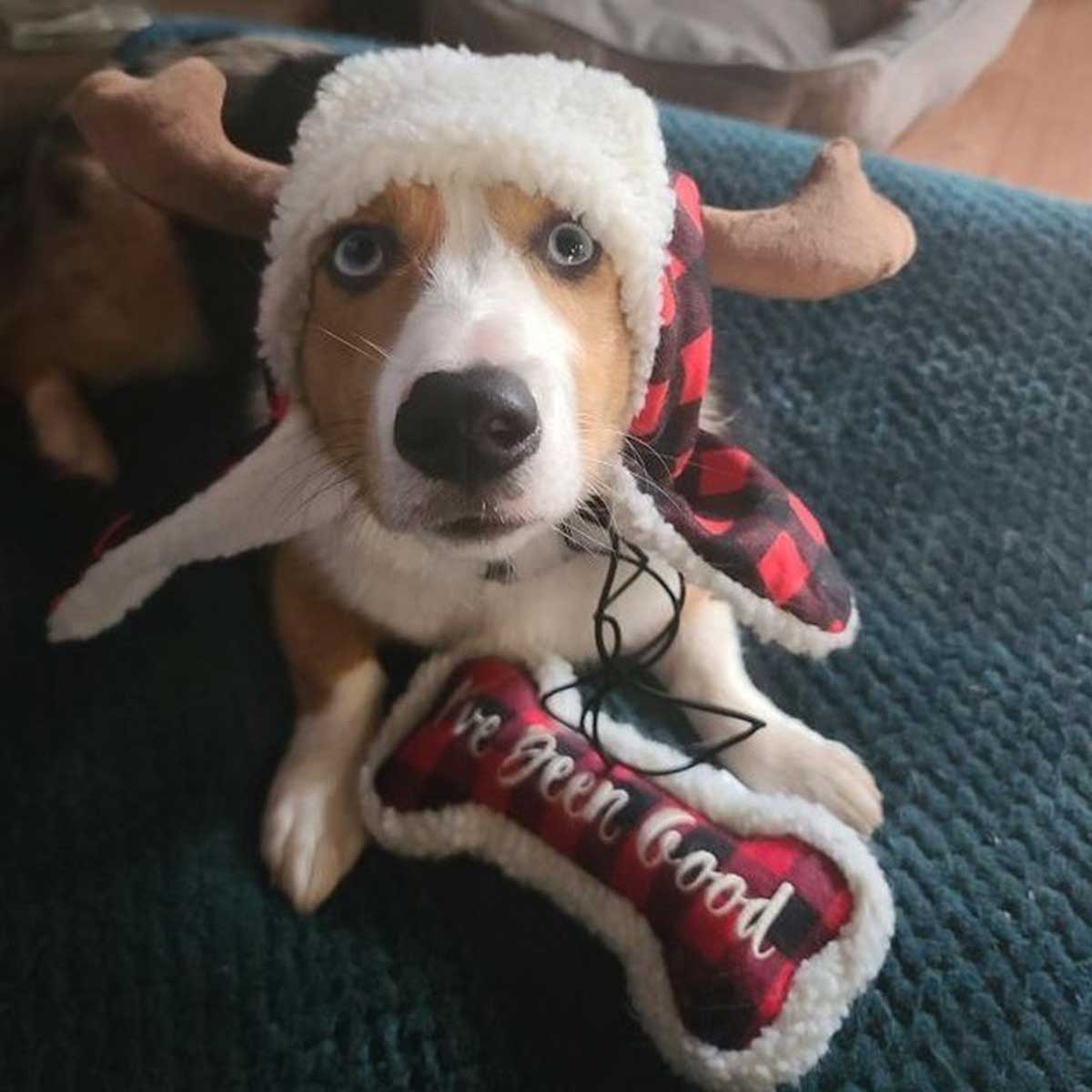 I've Been Good Bone Plush Dog Toy | Pawlicious & Company