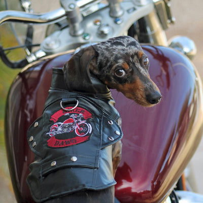 Biker Dawg Motorcycle Dog Jacket - Black | Pawlicious & Company