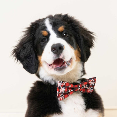 Buffalo & Snow Collar Bow Tie | Pawlicious & Company