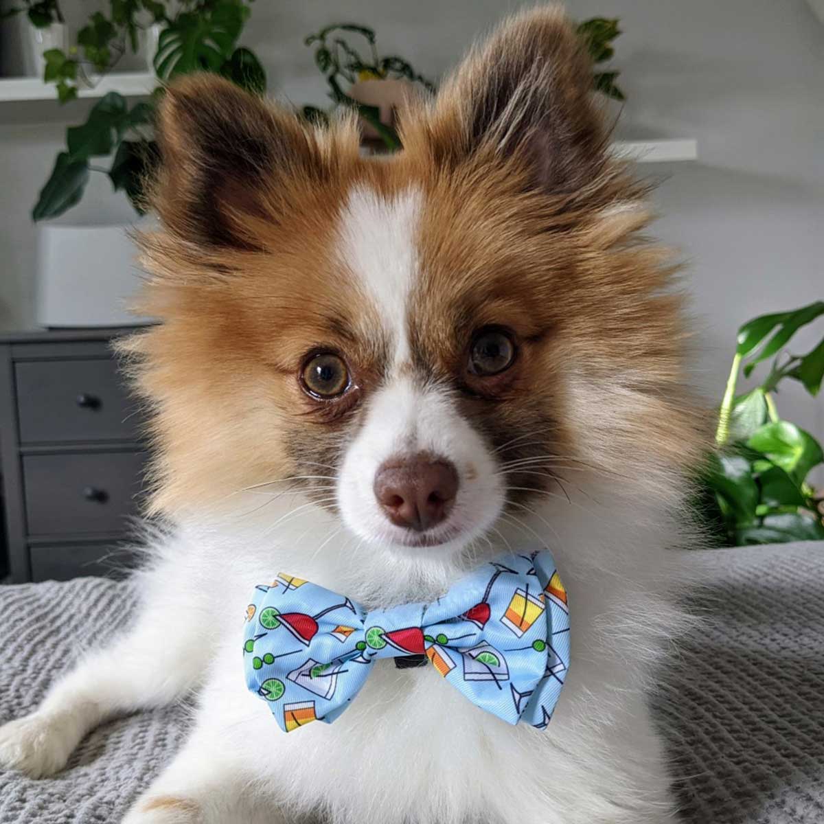 Cocktail Party Dog Bow Tie | Pawlicious & Company
