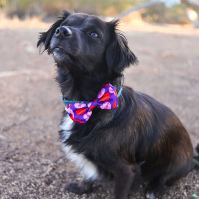Convo Hearts Collar Bow Tie