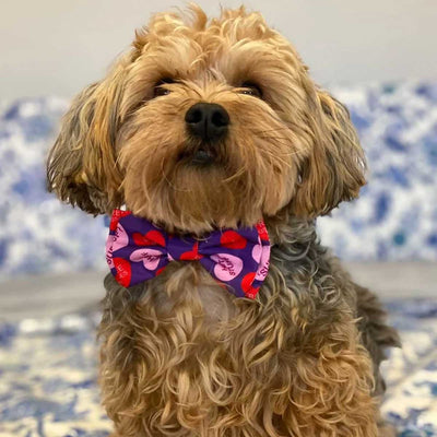 Convo Hearts Collar Bow Tie