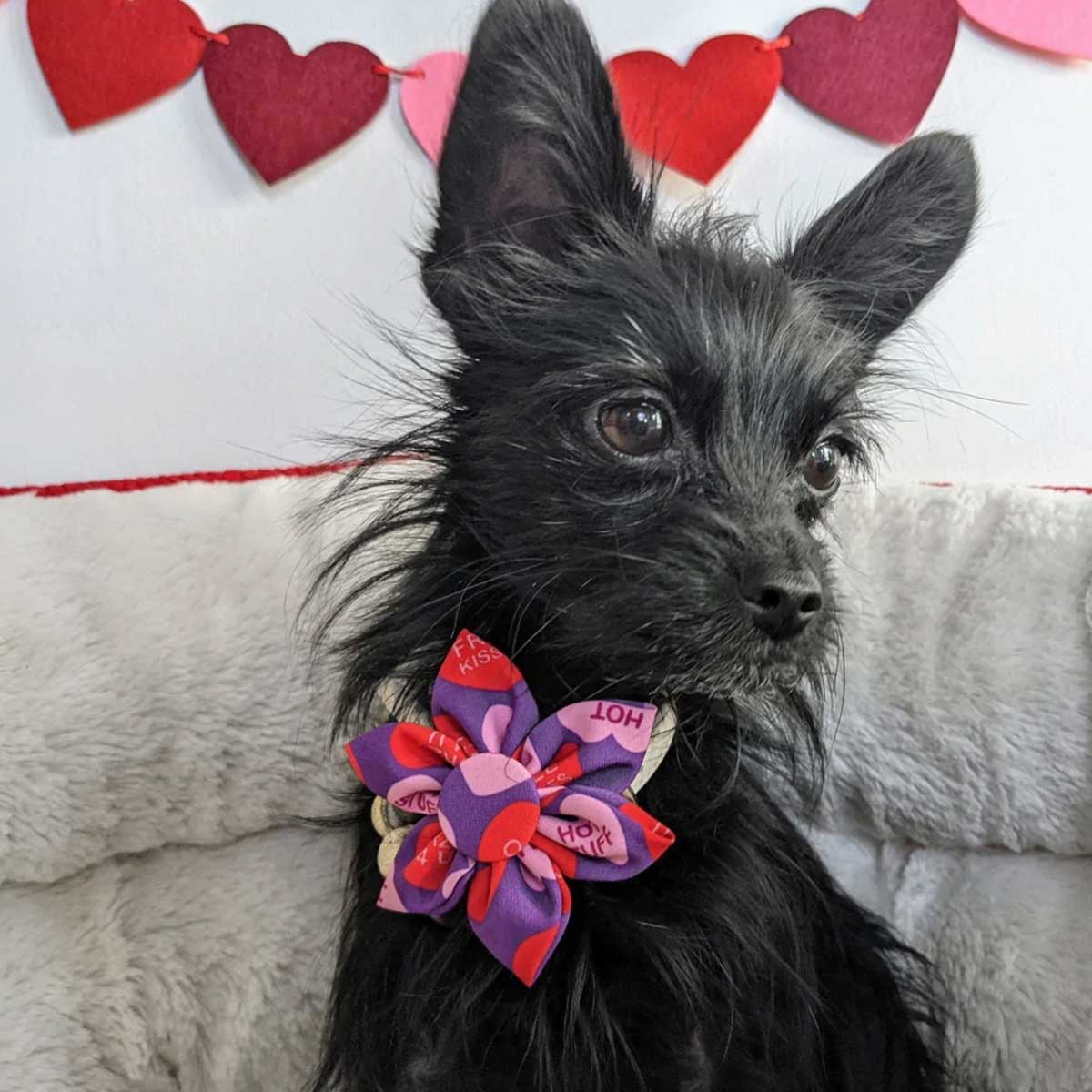 Convo Hearts Collar Flower