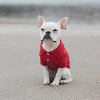 100% Cotton Polo Shirts in Flame Red | Pawlicious & Company