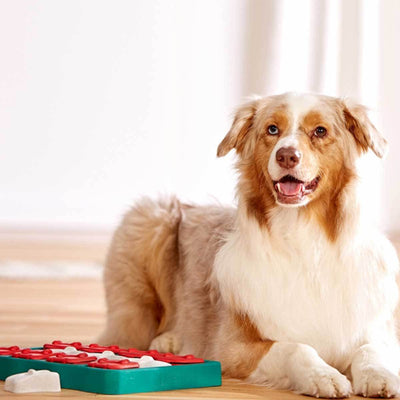 Dog Brick Puzzle Game Dog Toy - Intermediate | Pawlicious & Company