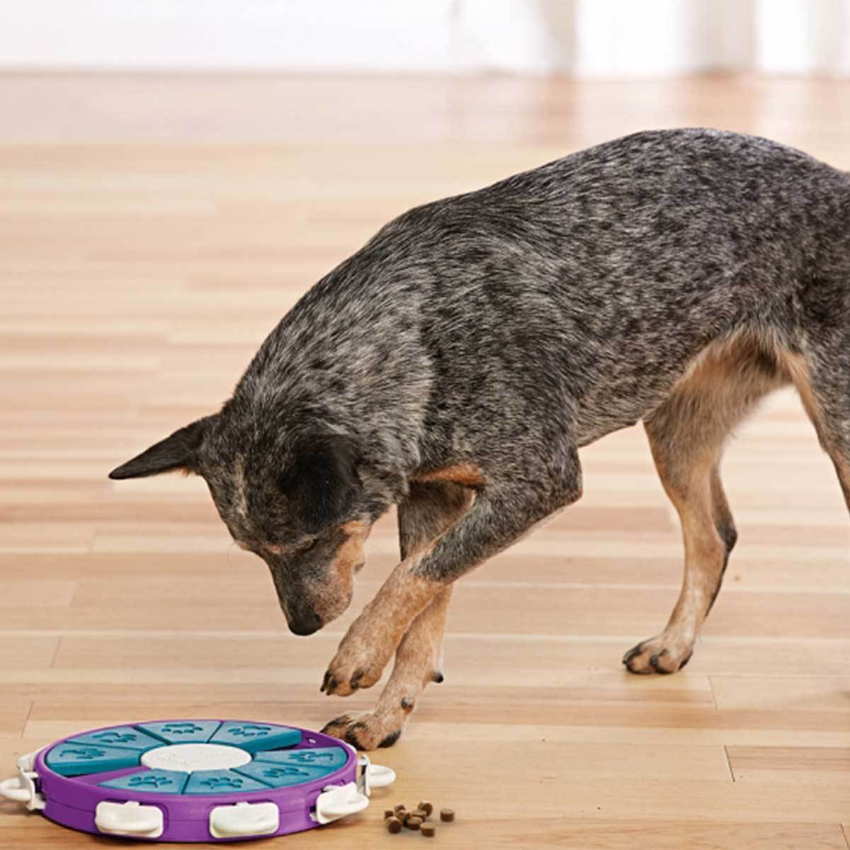 Dog Twister Puzzle Game - Adv, Dog Toys