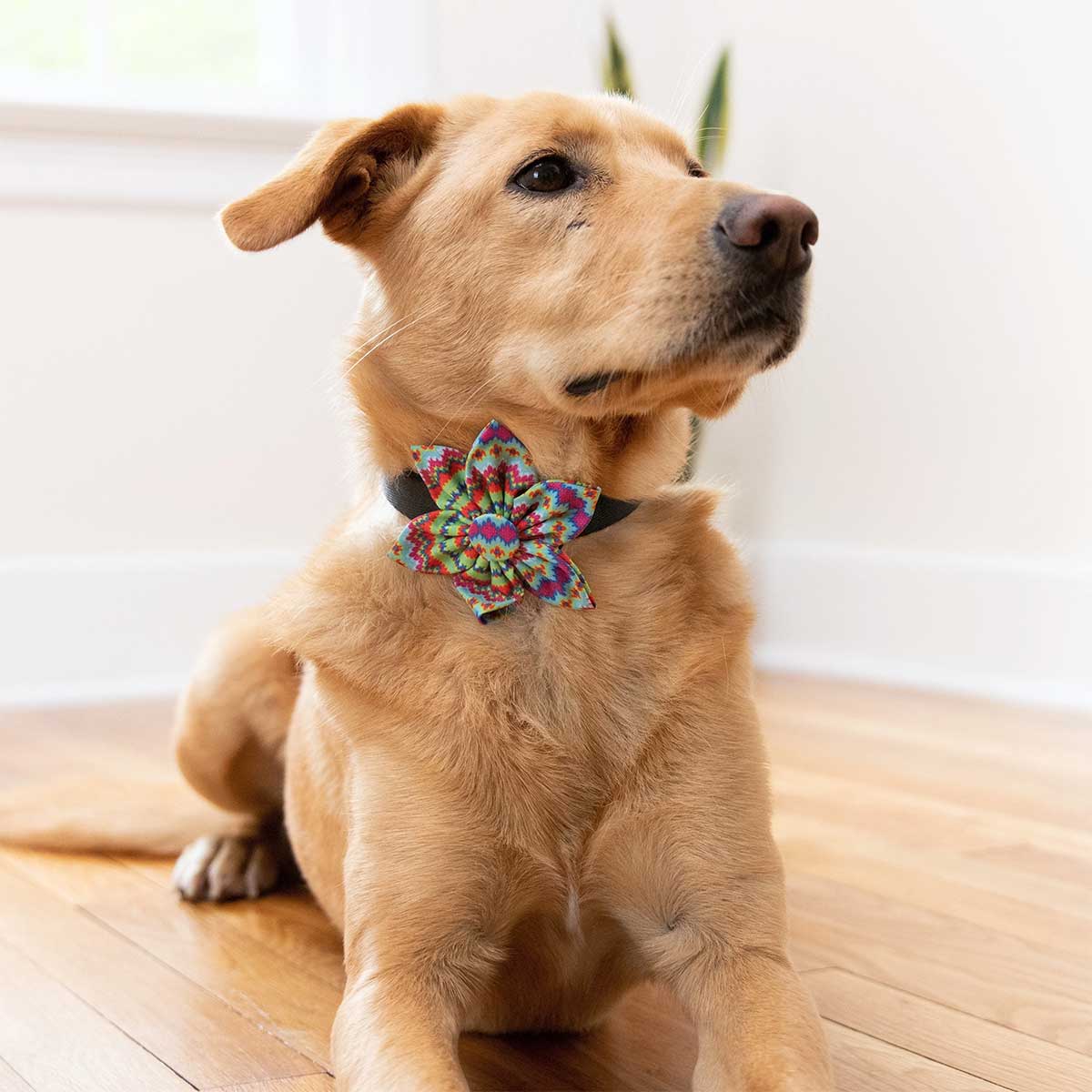 Fairisle Collar Flower | Pawlicious & Company