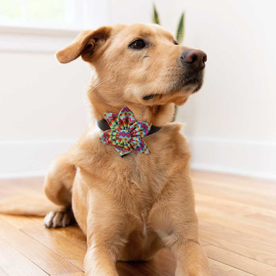 Fairisle Collar Flower | Pawlicious & Company