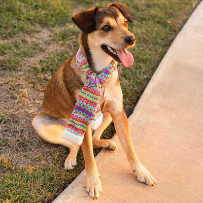 Fairisle Pet Scarf | Pawlicious & Company