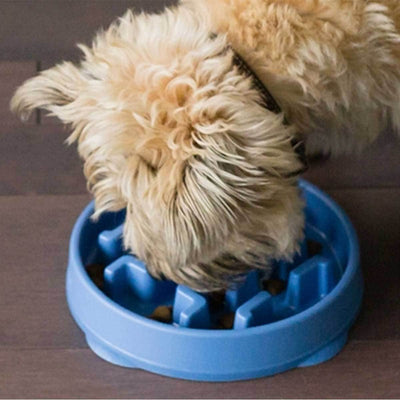 Fun Feeder Slo-Bowl Notch | Pawlicious & Company
