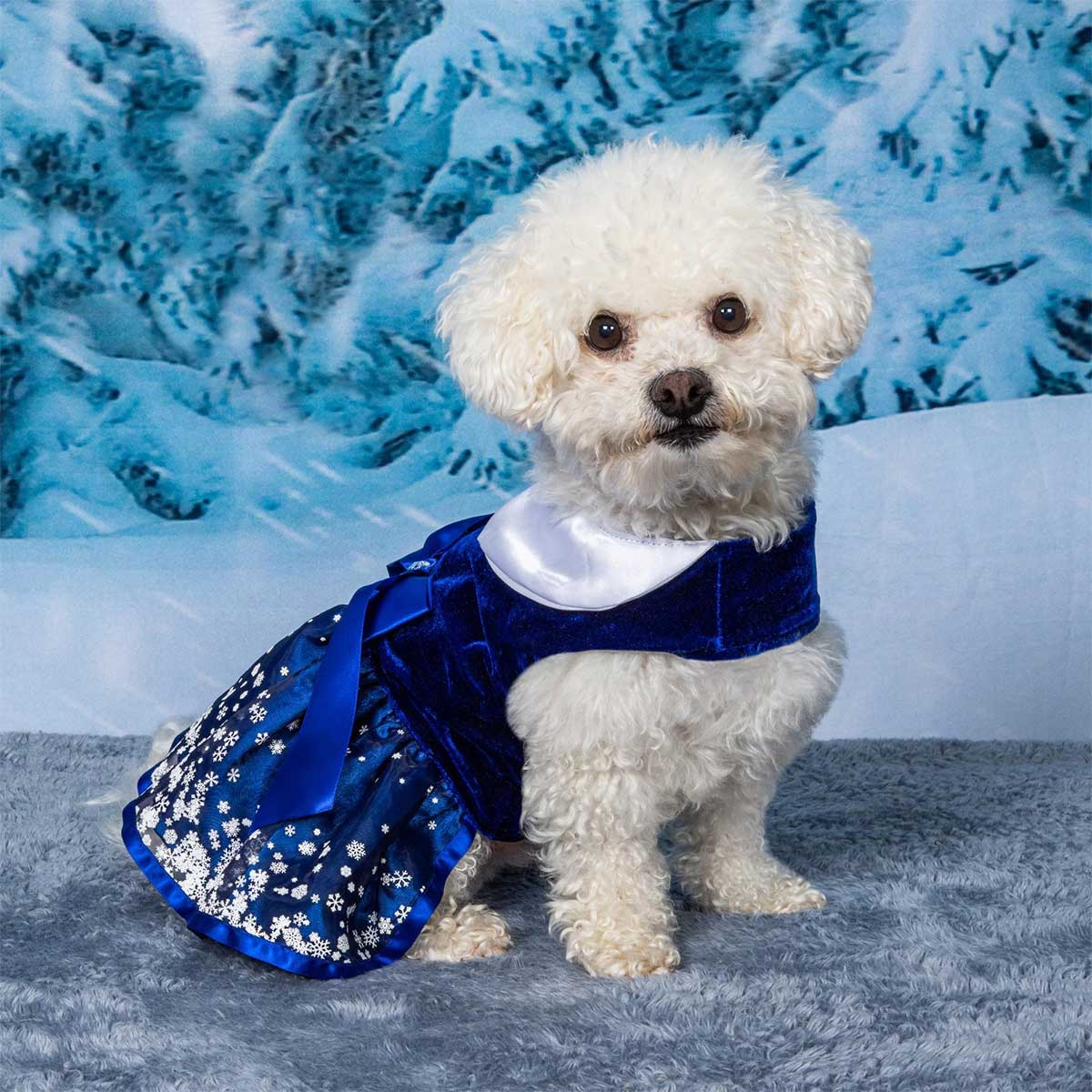 Snowflakes Holiday Dog Harness Dress | Pawlicious & Company