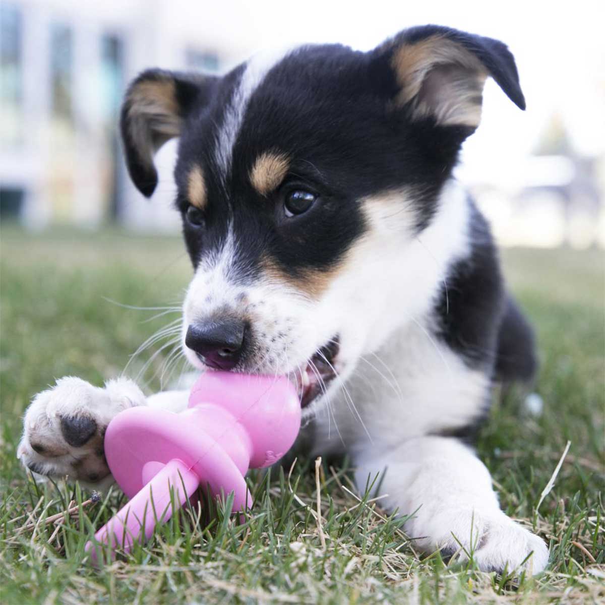 Kong® Binkie Treat Dispenser | Pawlicious & Company