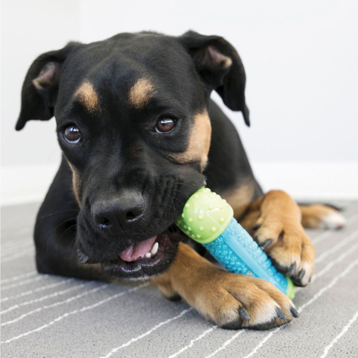 Kong®Core Strength Ball | Pawlicious & Company