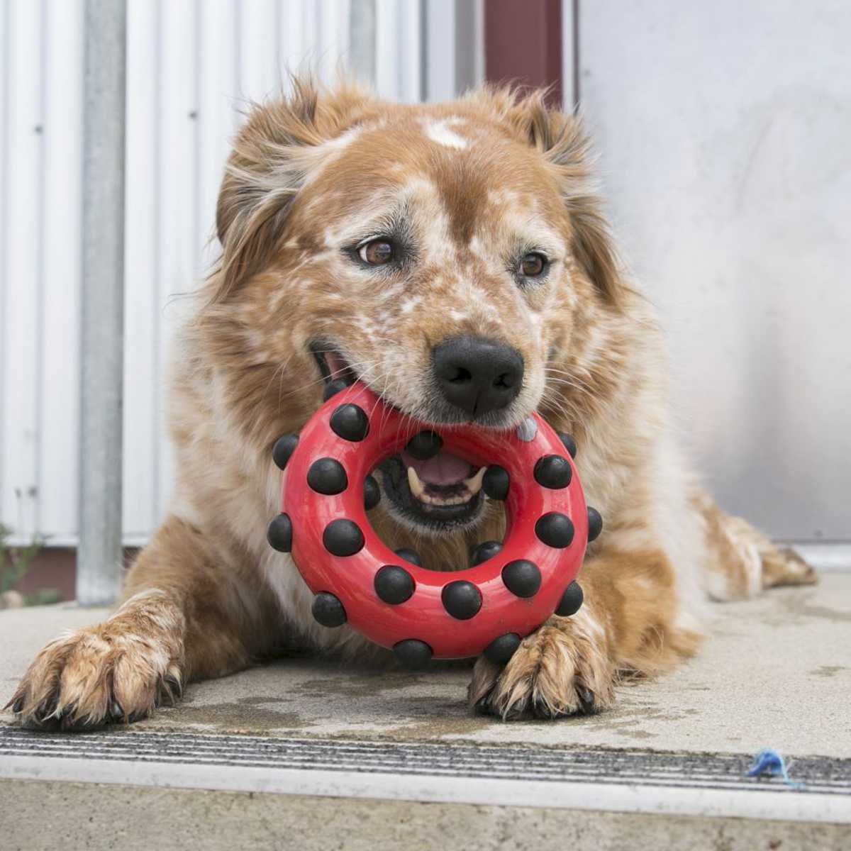 Kong®Core Dotz Square Toy | Pawlicious & Company
