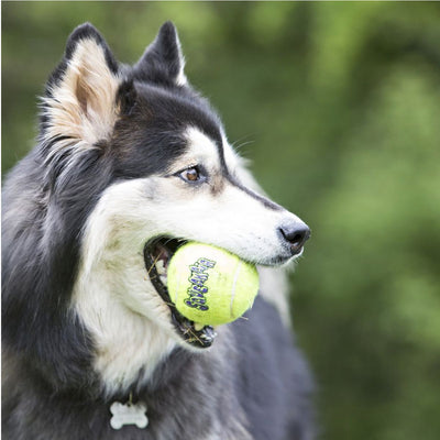 Kong AirDog Squeaker Tennis Balls - Small 3 Pack | Pawlicious & Company