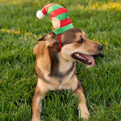 Lil Helper Holiday Hat | Pawlicious & Company