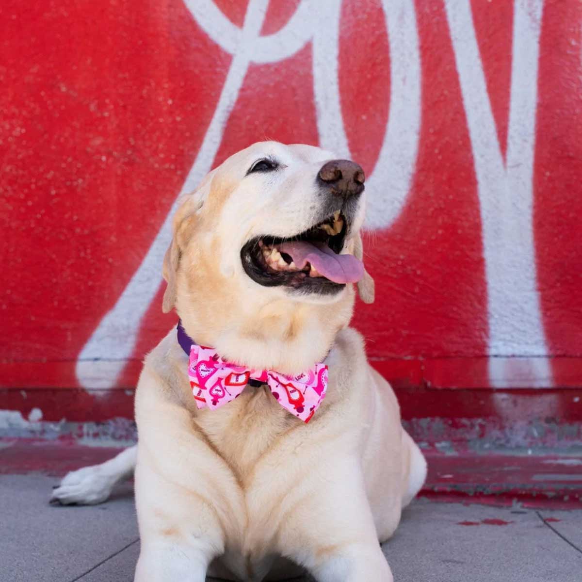 Love Pawtion K9 Collar Bow Tie