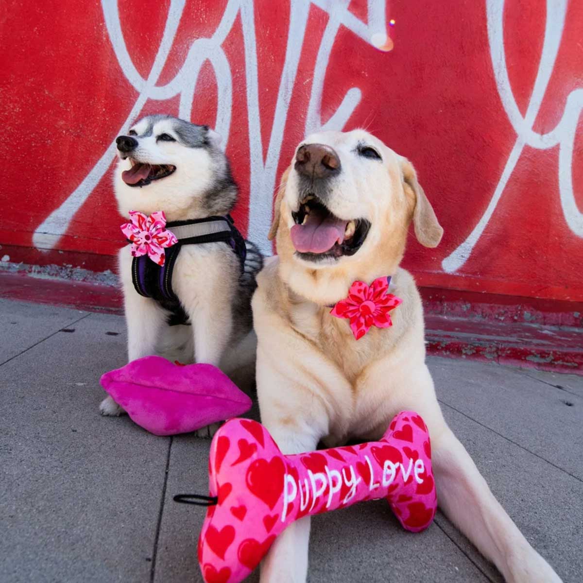 Love Pawtion K9 Collar Flower