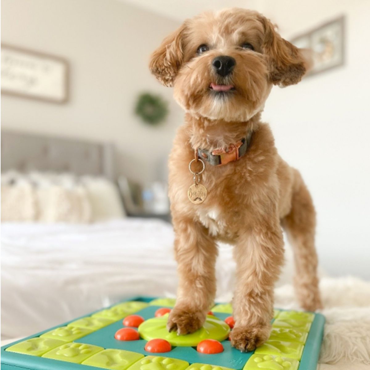 MultiPuzzle Dog Puzzle Toy  Dog puzzles, Dog games, Dog puzzle toys