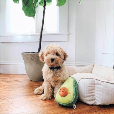 NomNomz Avocado Plush Dog Toy | Pawlicious & Company